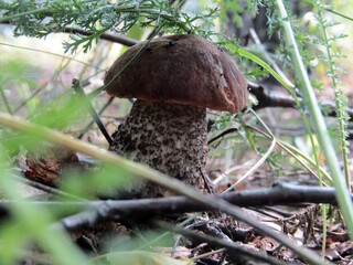 mushroom in the grass