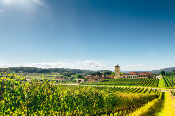 Vineyard of a farm at southern Brazil, Bento Gonçalves, with green grape trees in a valley above a full sun and shiny day