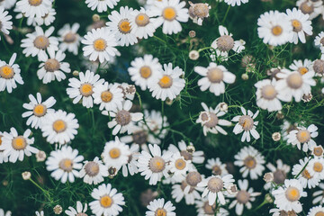 white daisies in a field