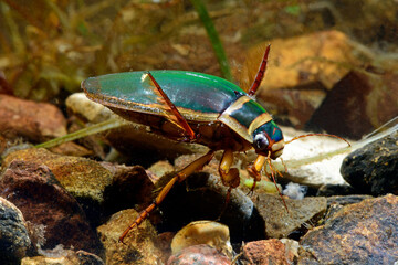 Canvas Print - Great diving beetle - male // Gelbrandkäfer (Dytiscus marginalis) - Männchen