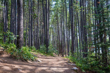 path in the forest