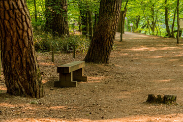 Wooden public park bench  between two large trees