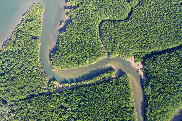 Wall Mural - Aerial photo of mangrove forest and river delta 