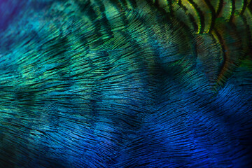  Close-up Peacocks, colorful details and beautiful peacock feathers.Macro photograph.