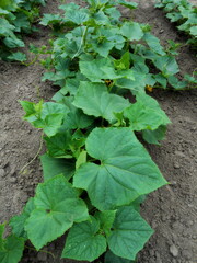 Growing cucumber plant (Cucumis sativus) in garden. Green young cucumber tree leaves growth on soil background. Sprouts cucumber plant seedlings in farmer spring field. Vegetable plant growing concept