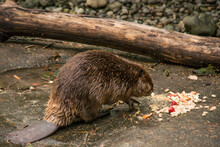 American Beaver (Castor Canadensis) Eating Lunch