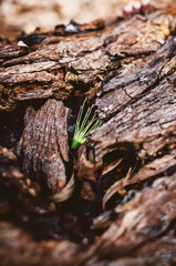 Wall Mural - Close up of tree bark