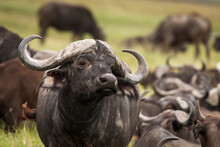 Buffalo In The Grass During Safari In Serengeti National Park In Tanzani. Wilde Nature Of Africa.