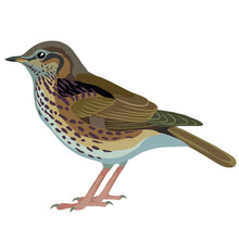 Natural Thrush Bird, Isolated Object On White Background, Vector Illustration,