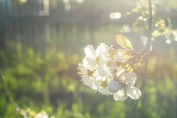 Wall Mural - Close-up of a cherry blossom on a branch in the sunlight.