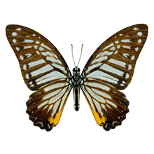 Great Zebra Butterfly