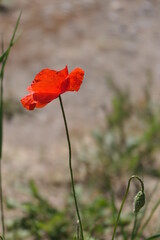 Canvas Print - Mohnblüte