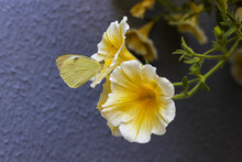 Great White Angel Butterfly Put On Petunia Flower / Pieris Brassicae