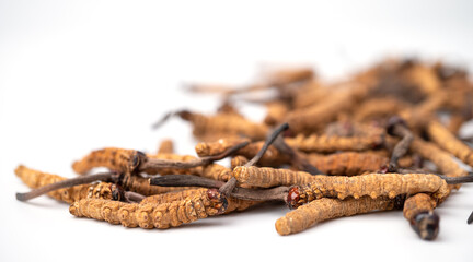 Wall Mural - Ophiocordyceps sinensis or mushroom cordycep this is a herbs on isolated background. Medicinal properties in the treatment of diseases. National organic medicine.