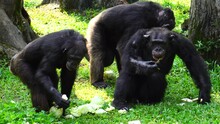 A Group Of Chimpanzee (Pan Troglodytes) Eating A Vegetable. Portrait Of The Chimpanzee.