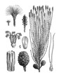 Pine Australian (Casuarina equisetifolia) / Antique engraved illustration from Brockhaus Konversations-Lexikon 1908