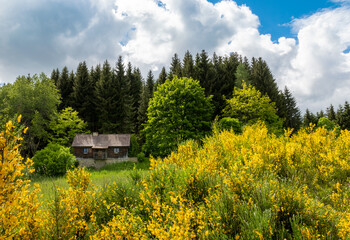 Wall Mural - Forsthaus an der Ginsterwiese