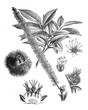 Sweet chestnut (Castanea vesca) tree/plant / Antique engraved illustration from Brockhaus Konversations-Lexikon 1908