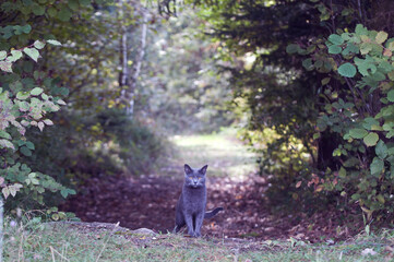 A Chartreux cat sitting on the path in front of the forest and looking forward.