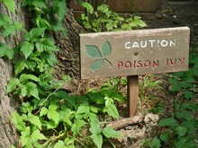 Wooden Sign Warning Of Poison Ivy In A Wooded Area,