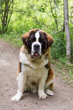 Vertical Frontal View Of Huge Young Unleashed Male St. Bernard Dog Sitting With Friendly Expression In Park Path During A Spring Afternoon, Quebec City, Quebec, Canada