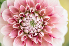 Dreamy Pink Dahlia Flower Macro