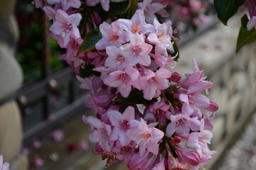 blooming in spring Weigela flowers in the garden