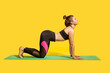 © khosrork - Cow pose. Athletic concentrated woman in tight sportswear practicing yoga, meditating with closed eyes, doing Bitilasana exercise on hands and knees. indoor studio shot, sport workouts isolated