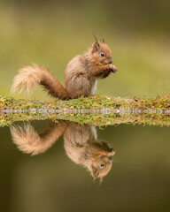 Wall Mural - red squirrel with reflection in a pool with green background. taken in the yorkshire dales, england.