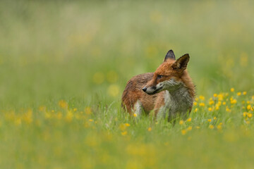 Wall Mural - red fox walking in a meadow with buttercups and grass in the background and foreground.