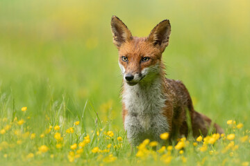 Wall Mural - red fox walking in a meadow with buttercups and grass in the background and foreground.