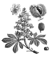 Horse-chestnut Plant (Aesculus Hippocastanum) / Antique Engraved Illustration From Brockhaus Konversations-Lexikon 1908