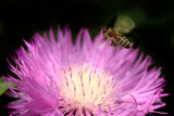 Fototapeta Pokój dzieciecy - Bee flying over flower