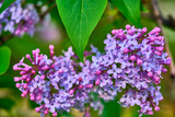 Fototapeta Zwierzęta - Close up beautiful lilac flowers blur background