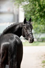 Beautiful black horse in a green garden