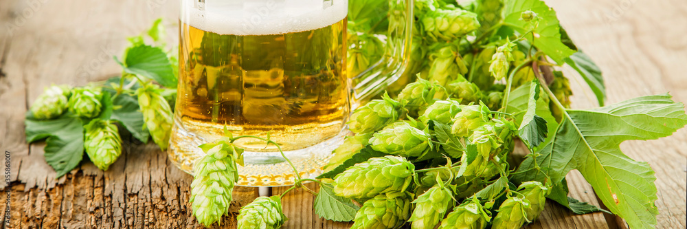 beer and hop cones. selective focus