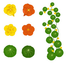 Red And Yellow Nasturtium Flowers With Leaves. Flowers Isolated On A White Background. Stock Vector Illustration.