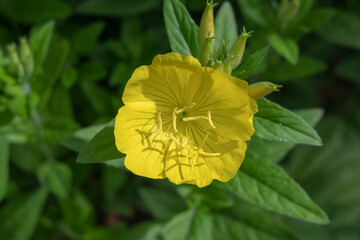 yellow flower