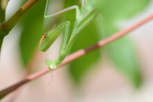 Green Grasshopper On A Leaf