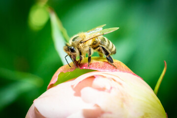 Bee on peony