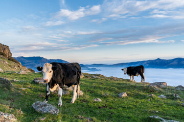 Wall Mural - the cow is grazing at the top of the Bank Peninsula, Canterbury, New Zealand.