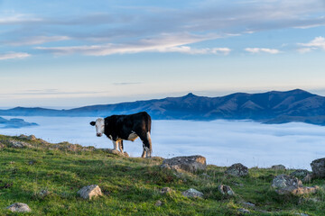 Wall Mural - the cow is grazing at the top of the Bank Peninsula, Canterbury, New Zealand.