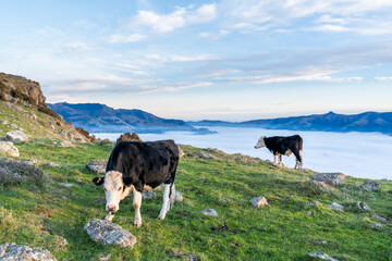 Wall Mural - the cow is grazing at the top of the Bank Peninsula, Canterbury, New Zealand.