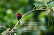Inspirational, encouraging and uplifting Bible Verses printed on beautiful bird photography.