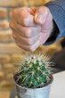 © cineberg - Human hand punching a prickly succulent plant. Tiranny or abuse of power concept. Focus on foreground