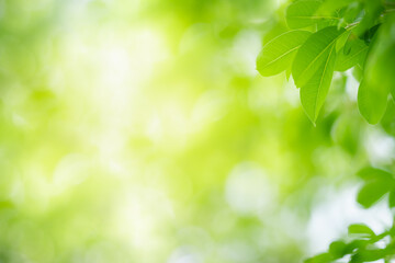 Wall Mural - Nature of green leaf in garden at summer. Natural green leaves plants using as spring background cover page greenery environment ecology wallpaper