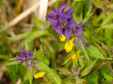 Fototapeta Dmuchawce - purple flowers on a green background