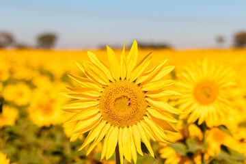 field of sunflowers in the summer