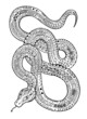 © Alexandra - Hand drawn creative snake vector artistic illustration.