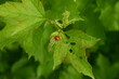 Red ladybird on green leaves